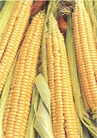 A-maizing: Golden Bantam corn.